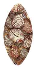 KASSHI PRODUCT